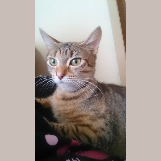 Photo of Nessie