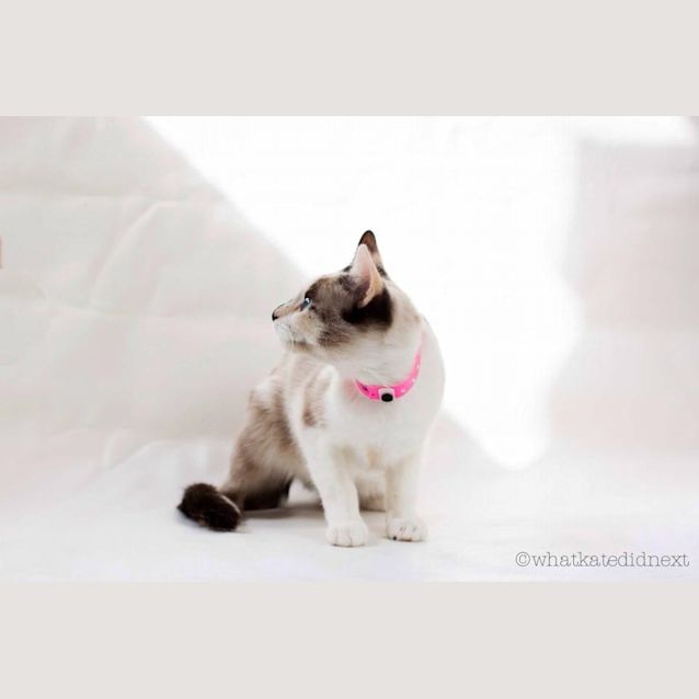 Photo of "Milkshake"   Purrfect Match