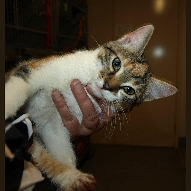 Photo of Truffle