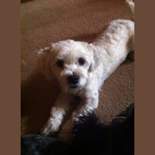 Photo of Delightful Dobby!