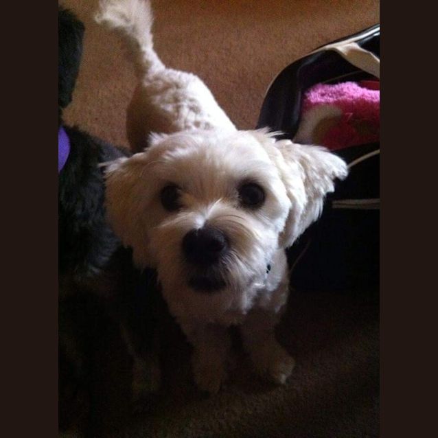 Photo of Delightful Dobby!