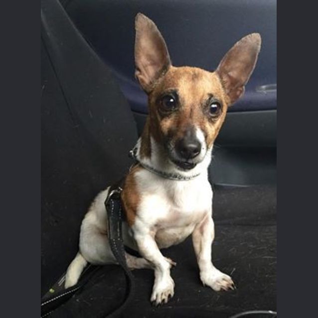 Photo of Dotty 