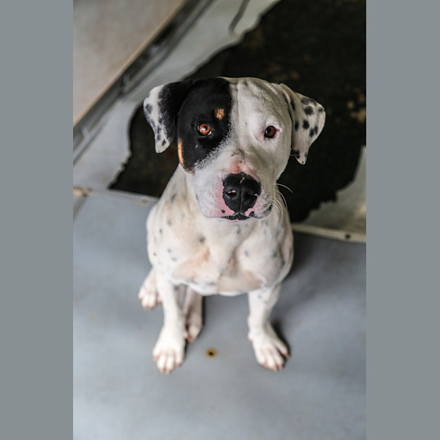 Photo of Petey ~ #1501528