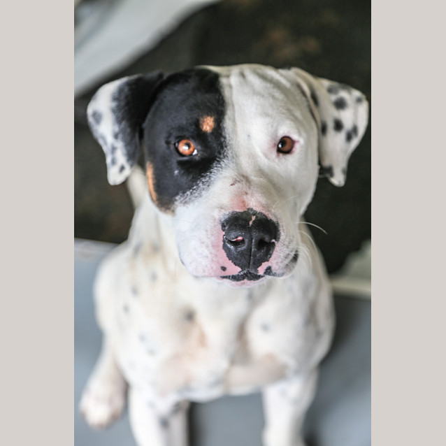 Photo of Petey ~ #1501528