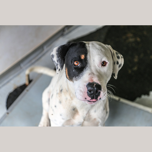 Photo of Petey ~ #1501528