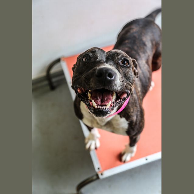 Photo of Pippa ~ #1501529