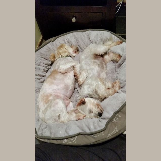 Photo of Charlie Bear!