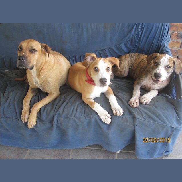 Photo of Buddy (Adoption Pending)