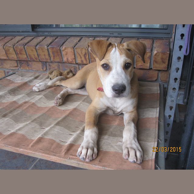 Photo of Buddy (Adoption Pending)