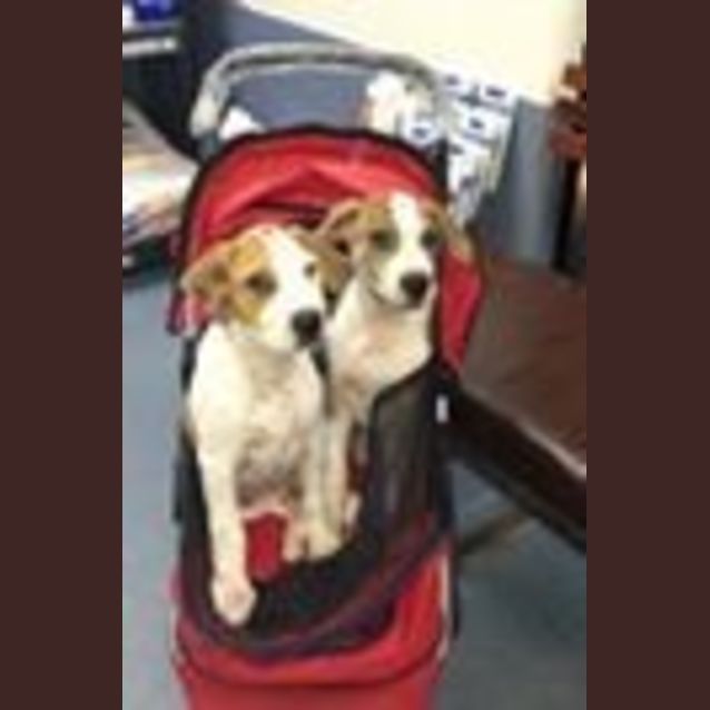 Photo of Parker (Adoption Pending)