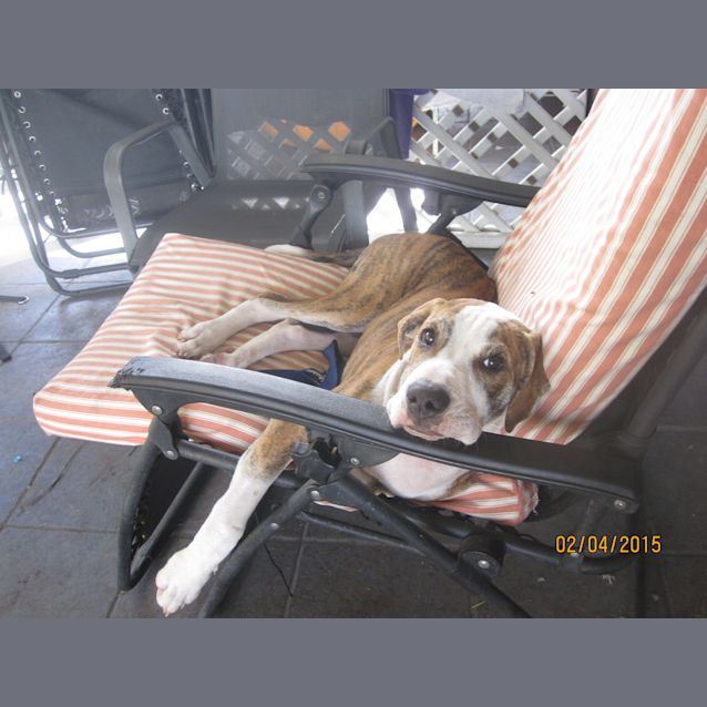 Photo of Parker (Adoption Pending)