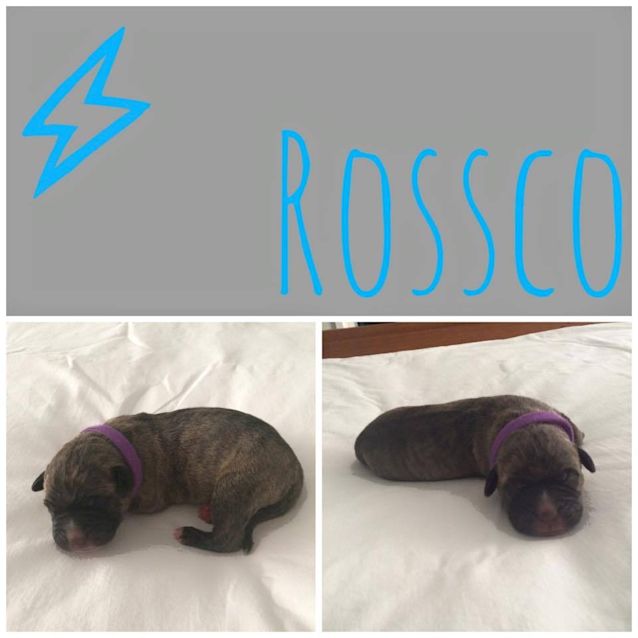 Photo of Rossco