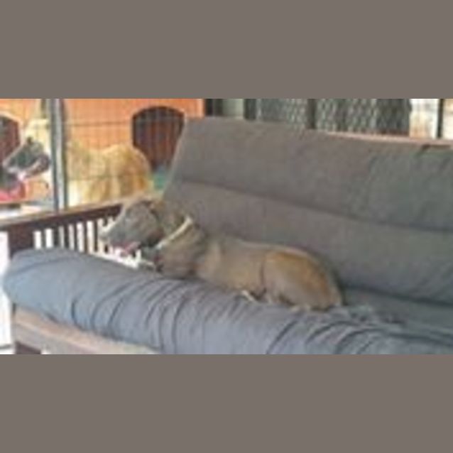 Photo of Tia (Adoption Pending)