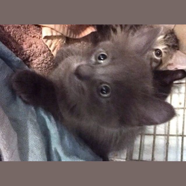 Photo of Ollie