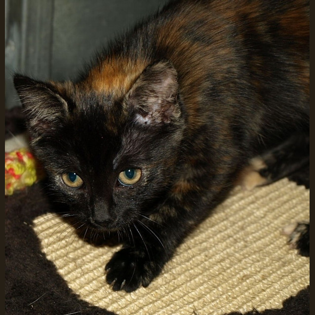 Photo of Honey