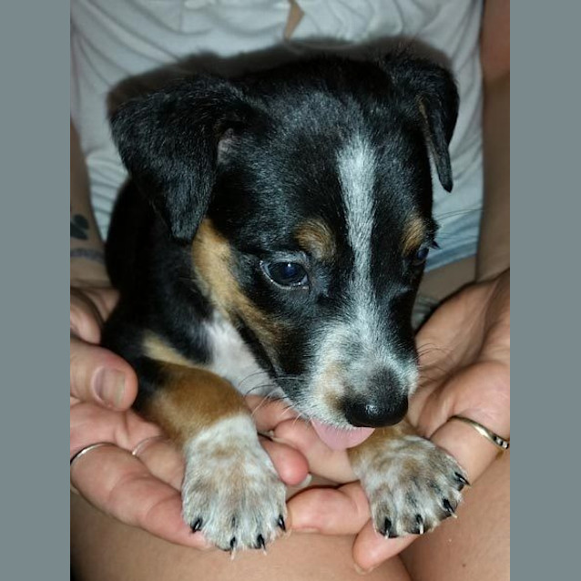 Photo of Zac (Be D21208)