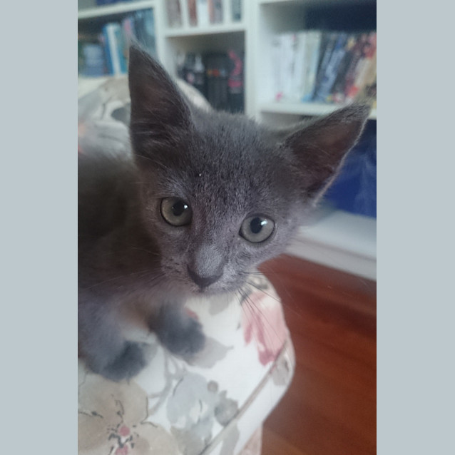 Photo of Arwen