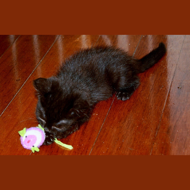 Photo of Aragorn