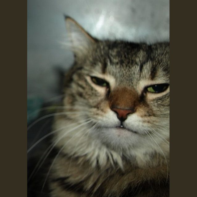 Photo of Pippy
