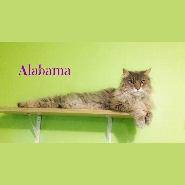 Photo of Ragdoll Mix Kittens! 