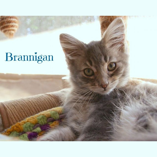 Photo of Ragdoll Mix Kittens! 