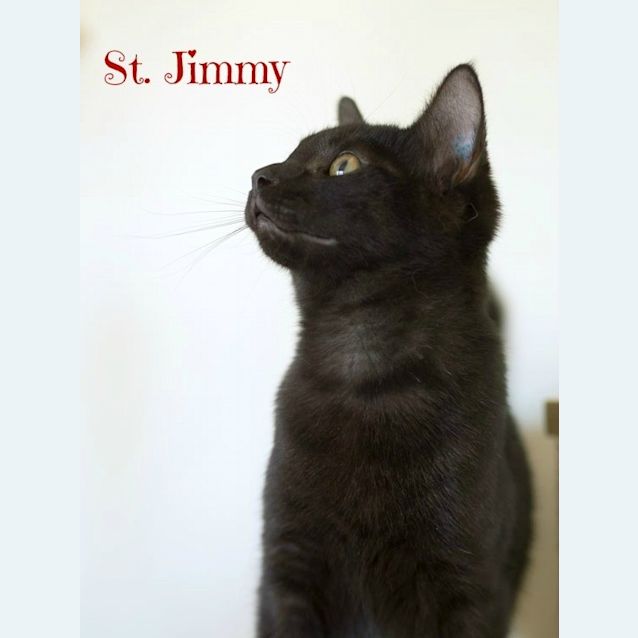 Photo of Ragdoll Mix Kittens! 