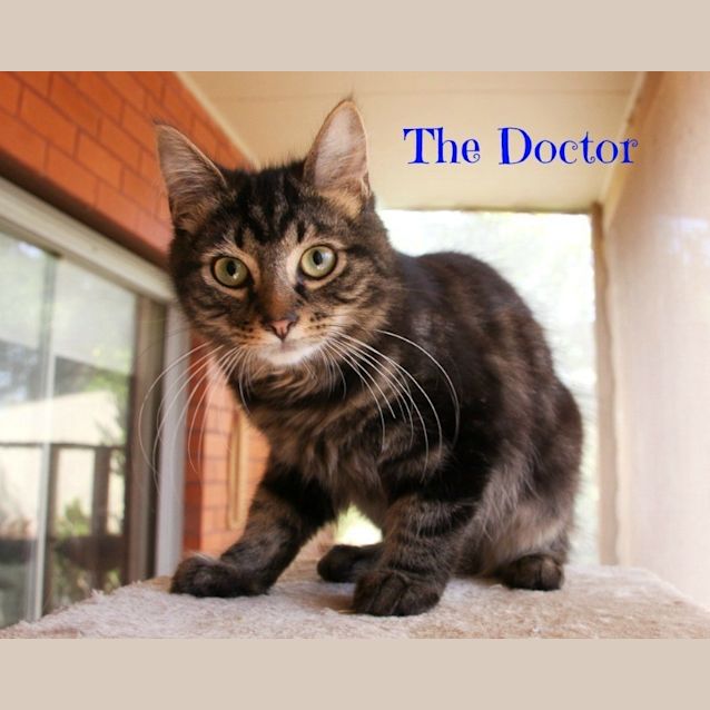 Photo of Ragdoll Mix Kittens! 