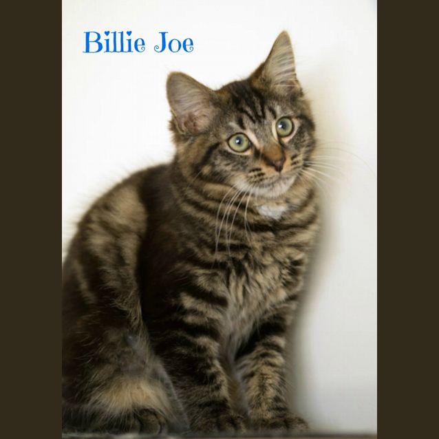 Photo of Ragdoll Mix Kittens! 