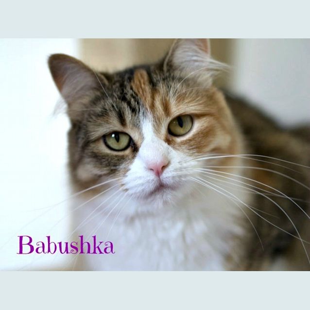 Photo of Ragdoll Mix Kittens! 