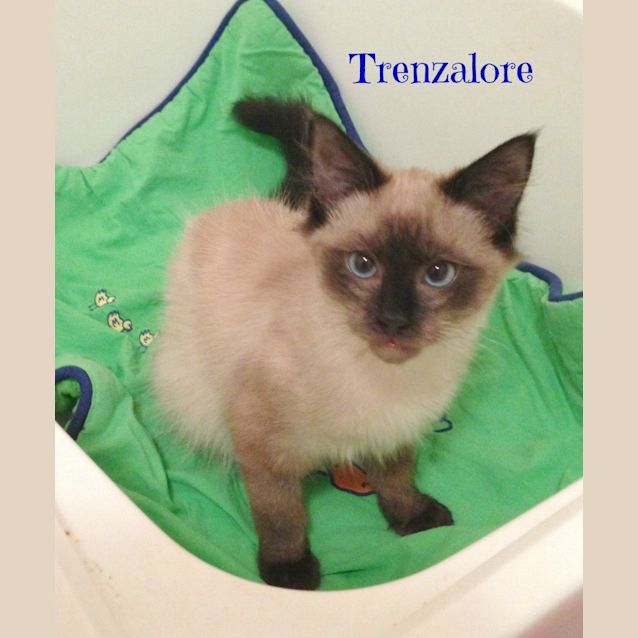 Photo of Ragdoll Mix Kittens! 