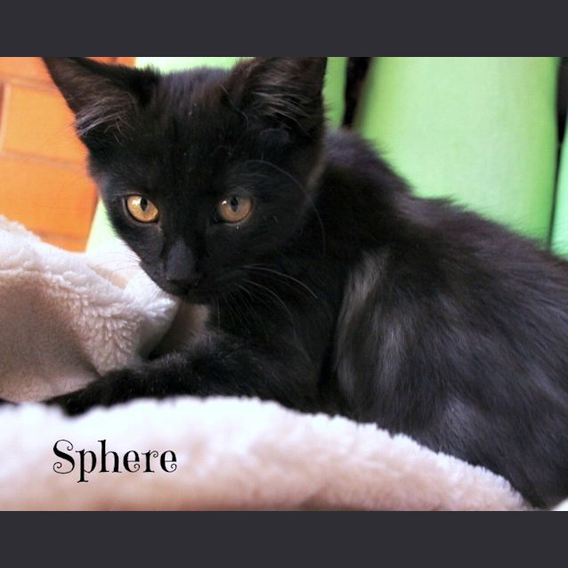 Photo of Ragdoll Mix Kittens! 