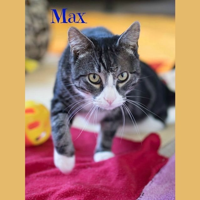 Photo of Ragdoll Mix Kittens! 