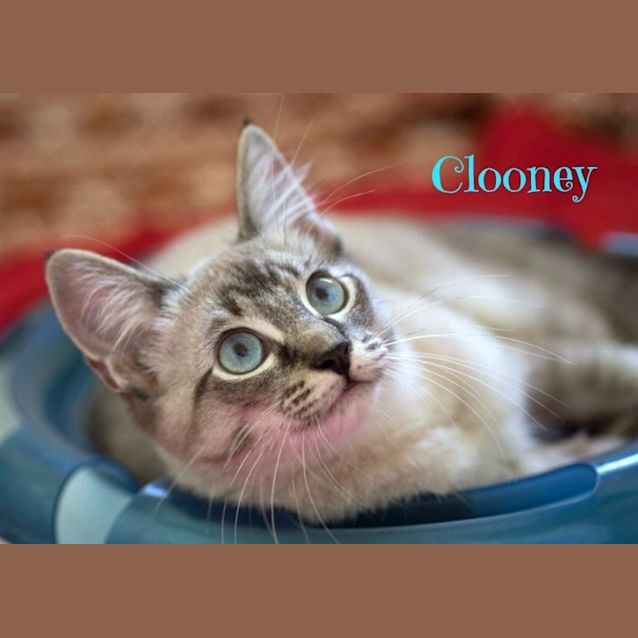 Photo of Ragdoll Mix Kittens! 