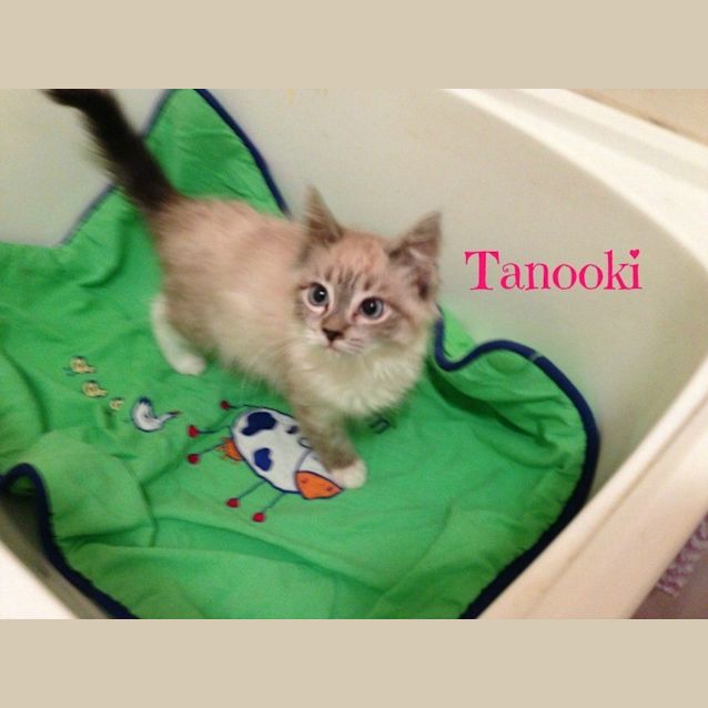 Photo of Ragdoll Mix Kittens! 