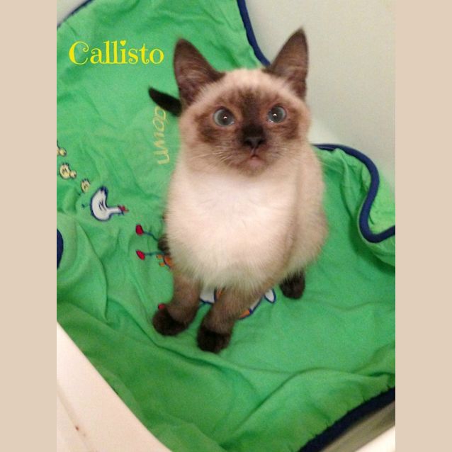 Photo of Ragdoll Mix Kittens! 