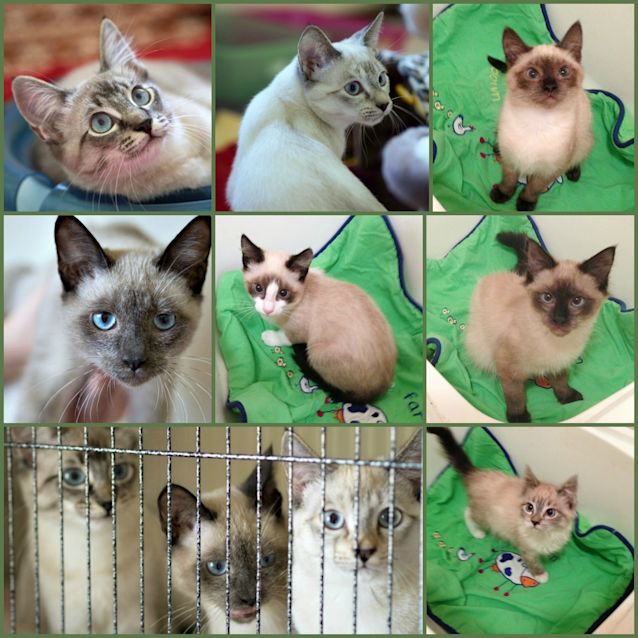 Photo of Ragdoll Mix Kittens! 