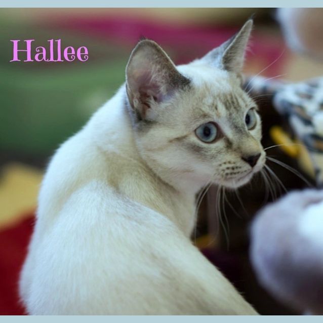 Photo of Ragdoll Mix Kittens! 