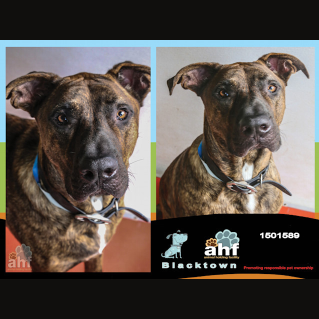 Photo of Baxter ~ #1501589