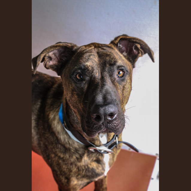 Photo of Baxter ~ #1501589