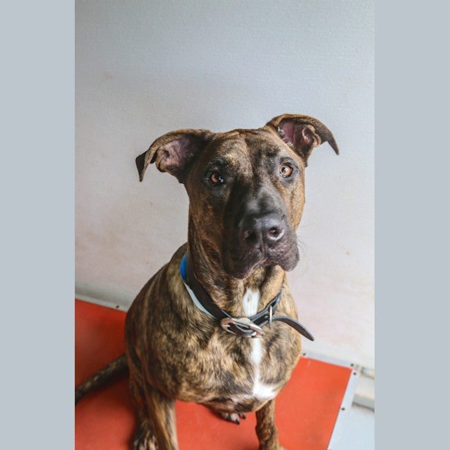 Photo of Baxter ~ #1501589