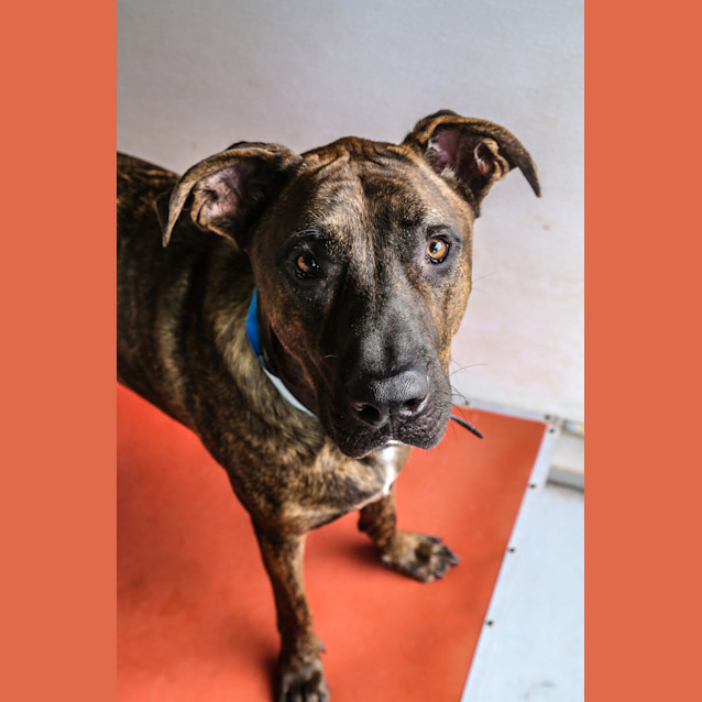 Photo of Baxter ~ #1501589