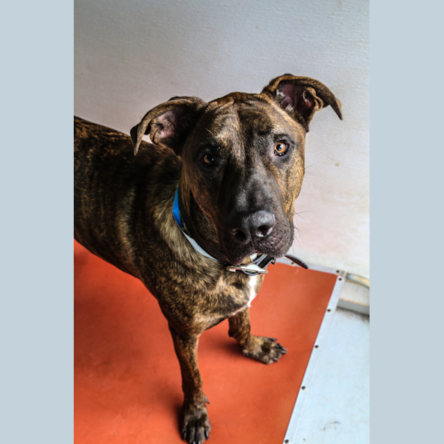 Photo of Baxter ~ #1501589