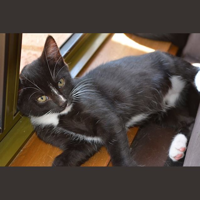 Photo of Merlin   Adoption Pending