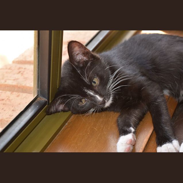 Photo of Merlin   Adoption Pending