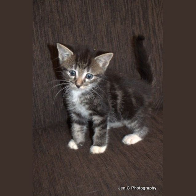 Photo of Cutie Patootie Dexter Is Looking For A Home