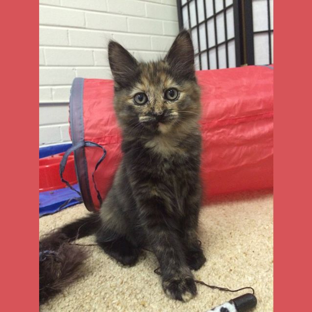 Photo of Greta Reduced To $120