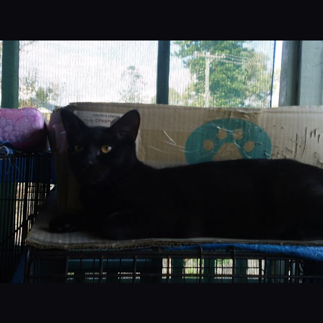 Photo of Lucky