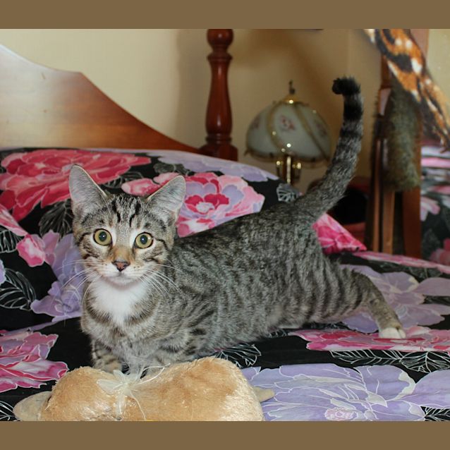Photo of Paul **Adoption Day**