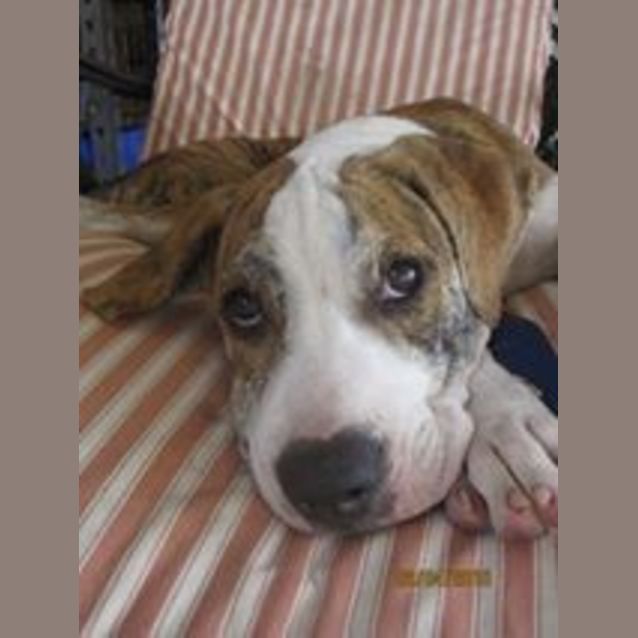 Photo of Parker (Adoption Pending)