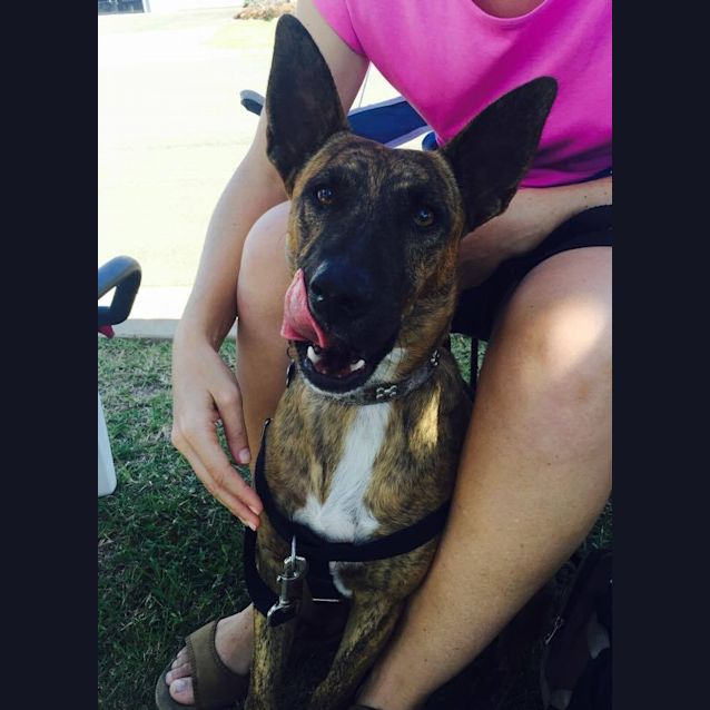 Photo of Dusty (Adoption Pending)